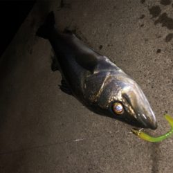 雨後ナイトゲーム