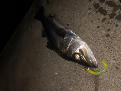 雨後ナイトゲーム