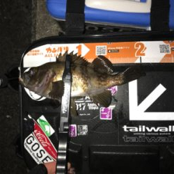 メバルを求めて⑧