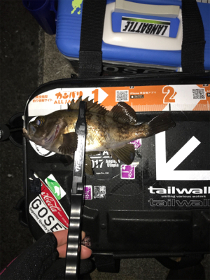 メバルを求めて⑧