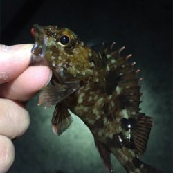 明石周辺ライトゲーム