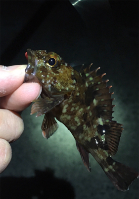 明石周辺ライトゲーム