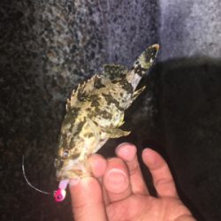 西浦なんだけど選択できませ〜ん