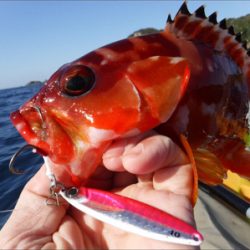 カヤックフィッシング！