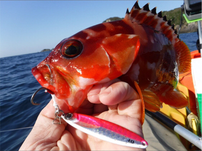 カヤックフィッシング！