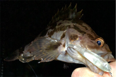 とある小雨後のゴロタプラッキング