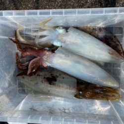 ティップランでレッドモンスター狙い