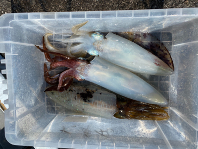 ティップランでレッドモンスター狙い