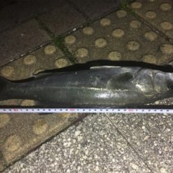 おニューのルアーで