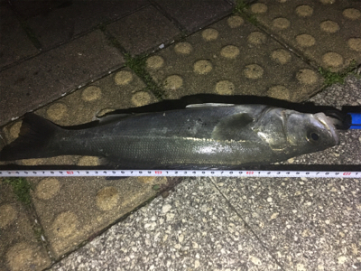 おニューのルアーで