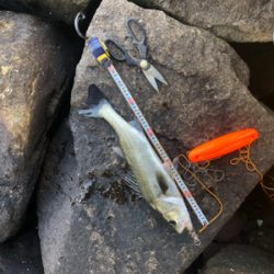 なんとか1匹❗️