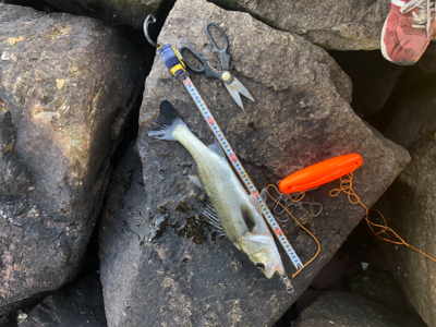 なんとか1匹❗️