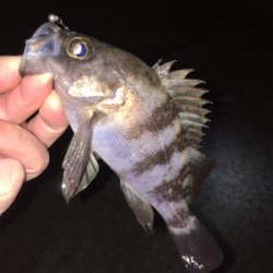 渋めのメバリング