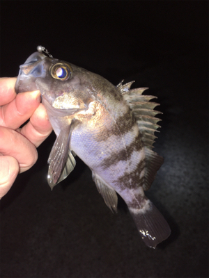 渋めのメバリング