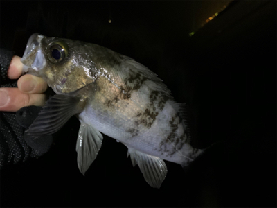 干潮だってなんのその!