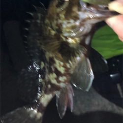 とあるゴロタ場のロックフェス