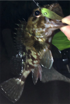 とあるゴロタ場のロックフェス