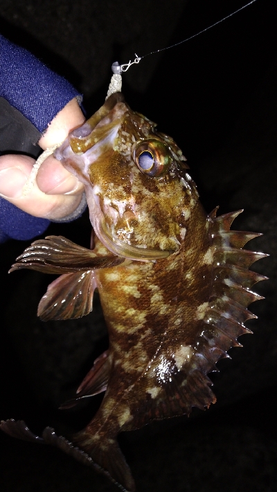 ナイトメバリング