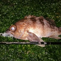 魔法のリトリーブ