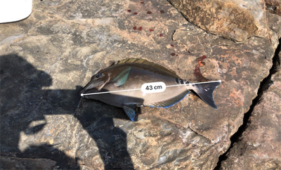 ヘタクソ釣行記　2