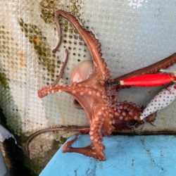 タコ釣り　　釣船きもと