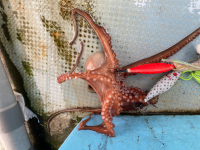 タコ釣り　　釣船きもと