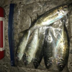 アジ釣れた(^｡^)