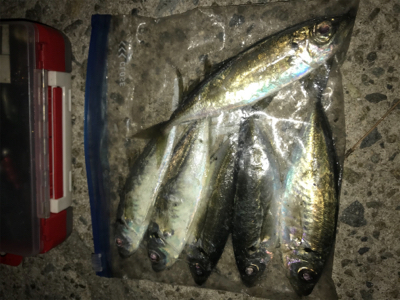 アジ釣れた(^｡^)