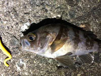 メバルさんありがとう