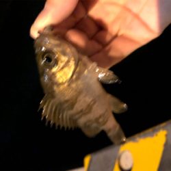 爆風メバリング