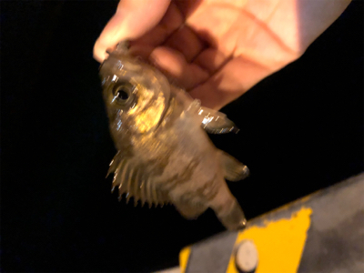 爆風メバリング