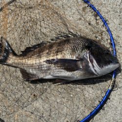 ダンゴ釣りでハネ??