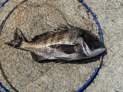 ダンゴ釣りでハネ??