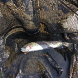 久々の水無瀬川・尺代アマゴ・マス釣り場