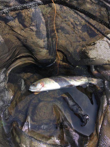 久々の水無瀬川・尺代アマゴ・マス釣り場