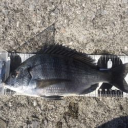 重富港 チヌ 沈め釣り