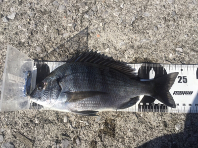 重富港 チヌ 沈め釣り