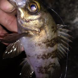 ナイトメバリング