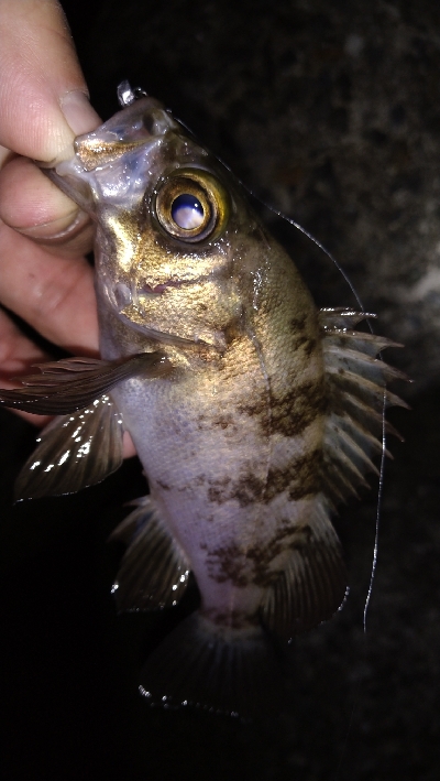 ナイトメバリング