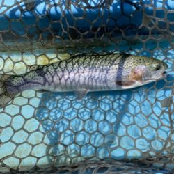 プールフィッシング