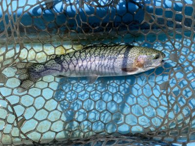 プールフィッシング