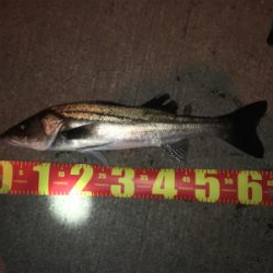 アジ　シーバス