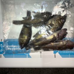 メバルプラッキング