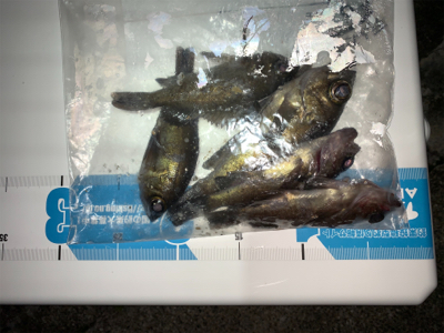 メバルプラッキング