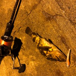 干潮潮止まりでタケノコ釣り