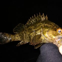 ライトゲーム好調