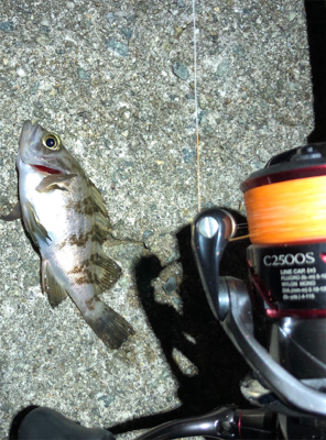 とある浅場のダブルヒット