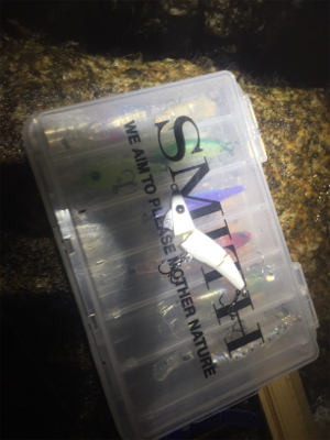 メバル鉄板ポイントに