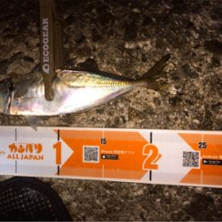 アジングまぁまぁ調子