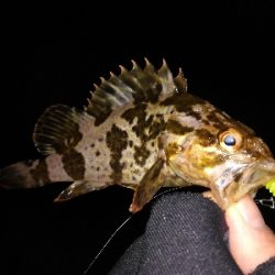 少し渋めのライトゲーム